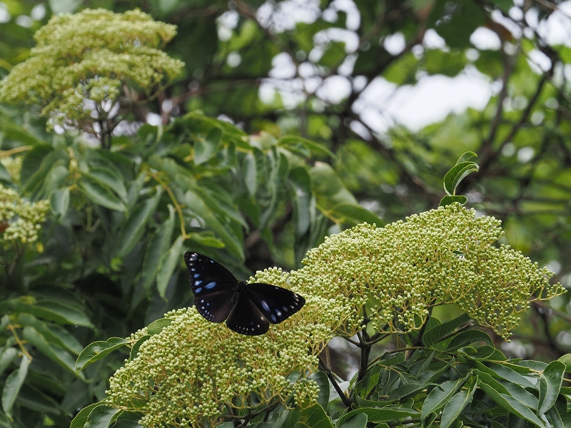 沖縄県石垣島 マダラチョウ